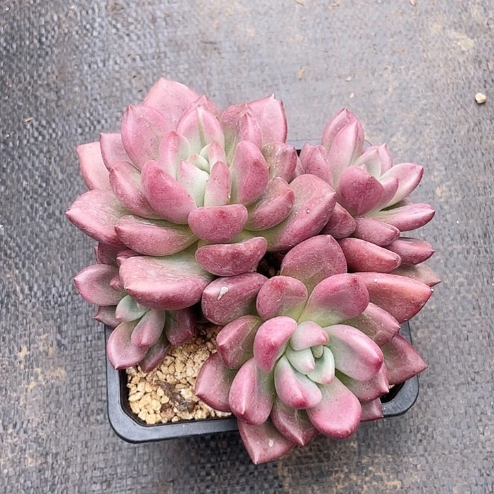 老桩知音杂16cm