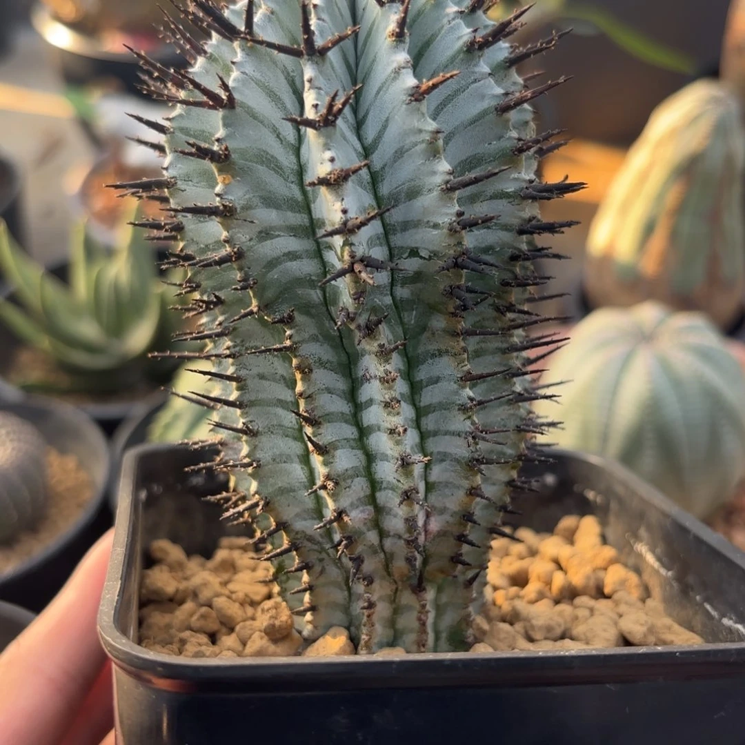 完全开放羽田白衣ggggg