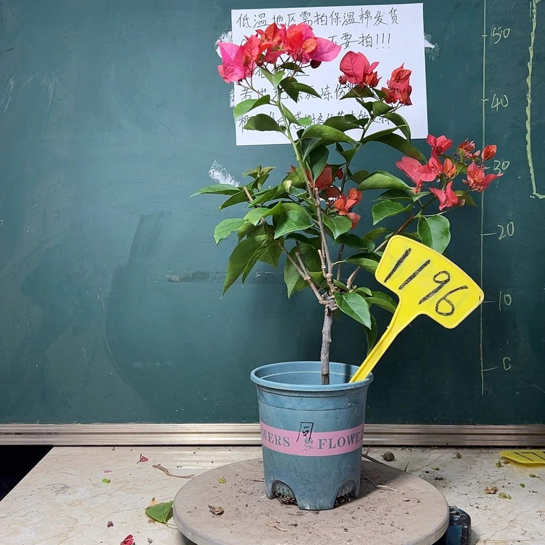 完全开放同安红 1196