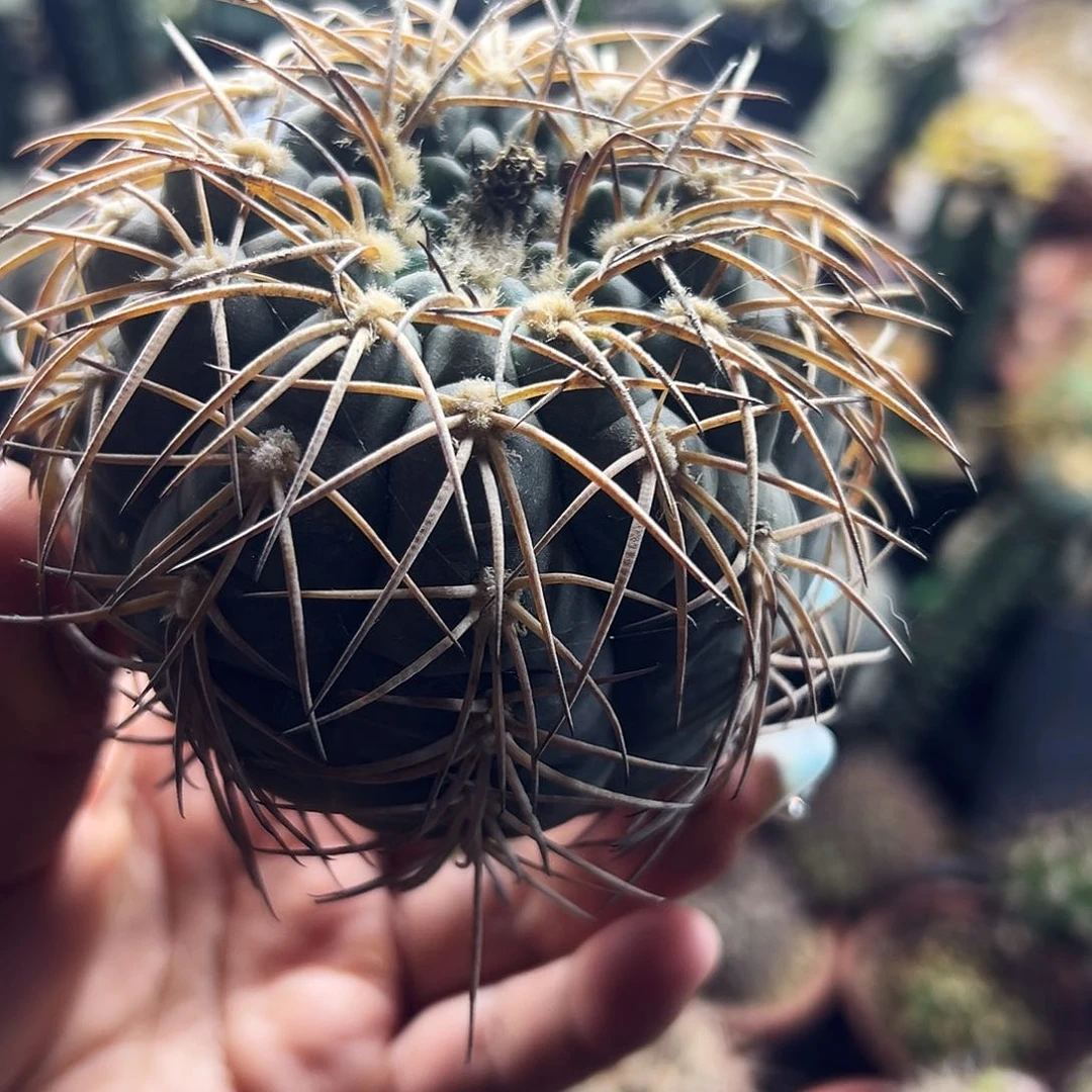 肤刺天平仙人球1111111111111