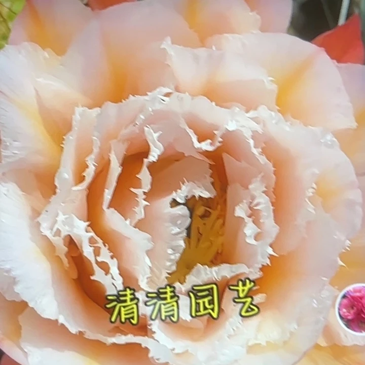 清清颜如玉根瑕疵
