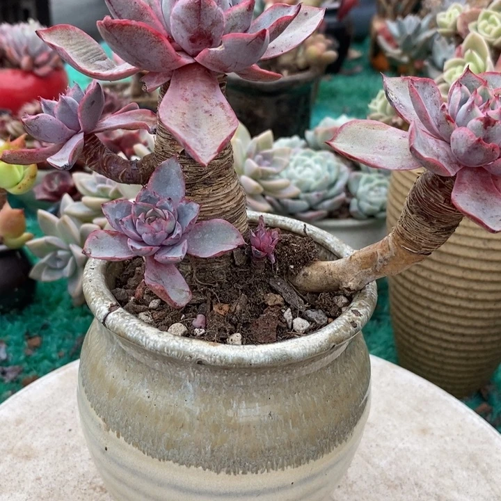 粗腿赫拉整无砍多肉