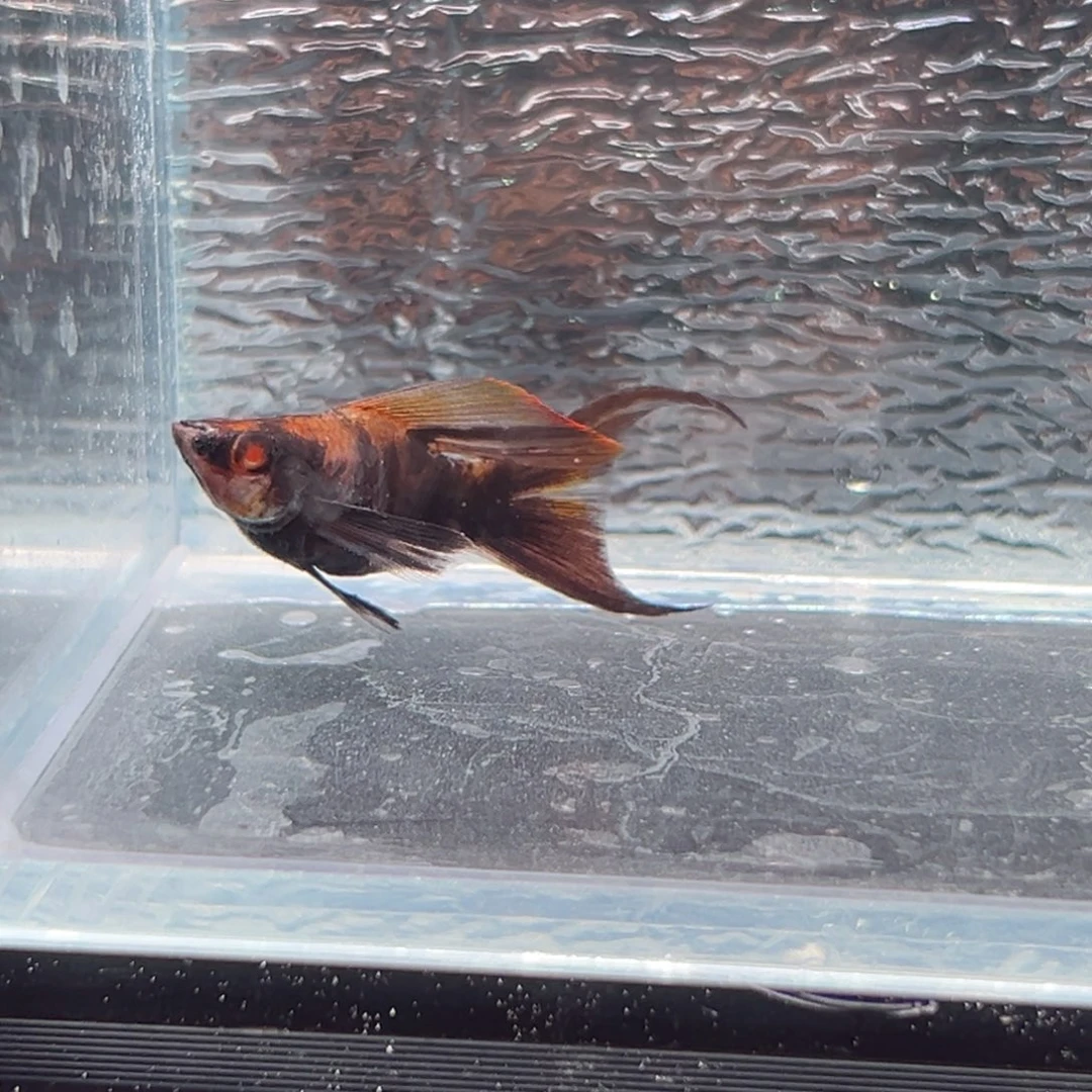 孔雀鱼可可公玛丽一条