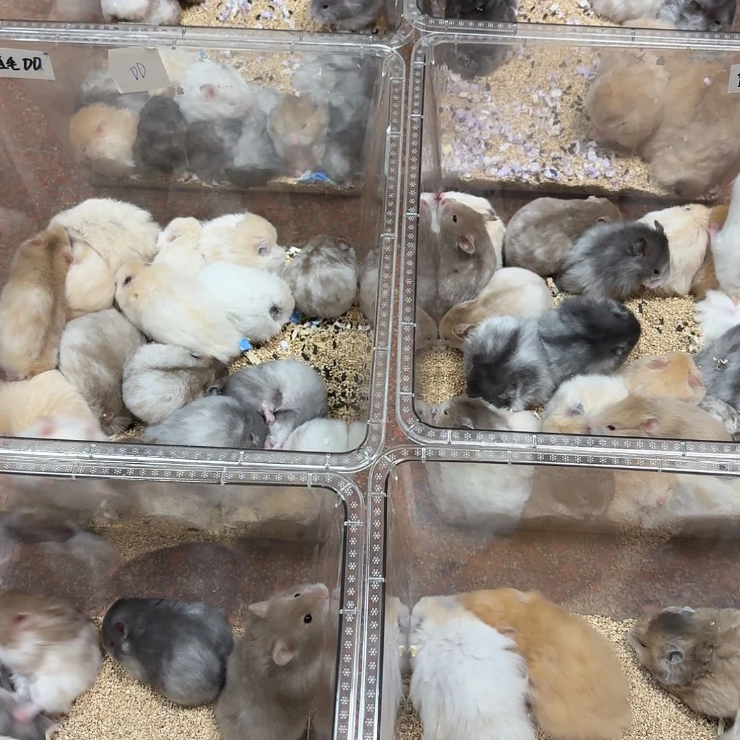 全场88米直播间挑选