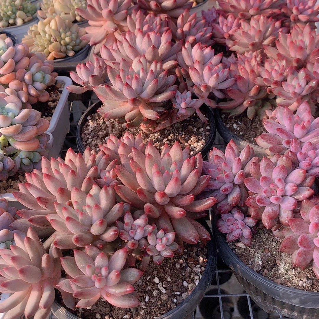 超红体大群虞美人345678999999