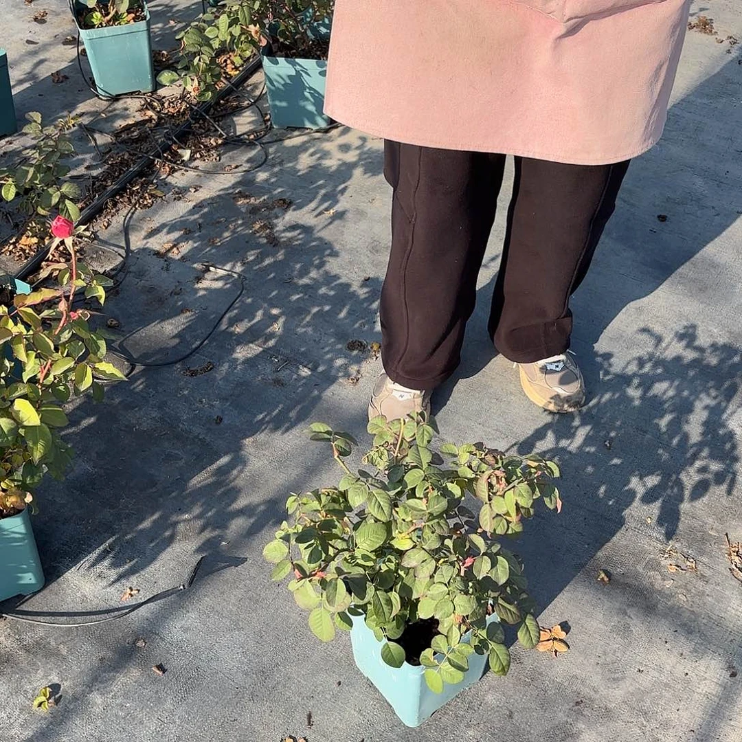 *****雀啾1.5加仑扦插苗子