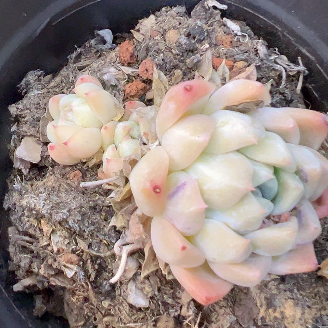 单头多头混发阿尔卑斯
