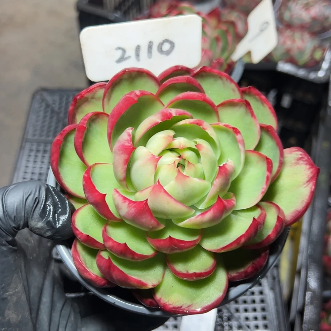 @***0惊鸿仙子一物一拍2110号