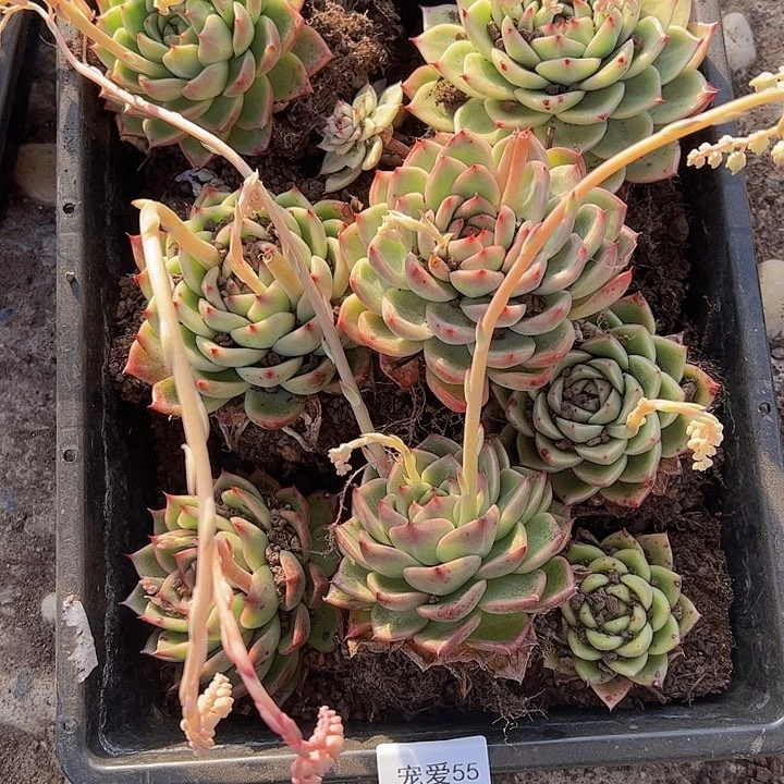 直播福利一物一拍55