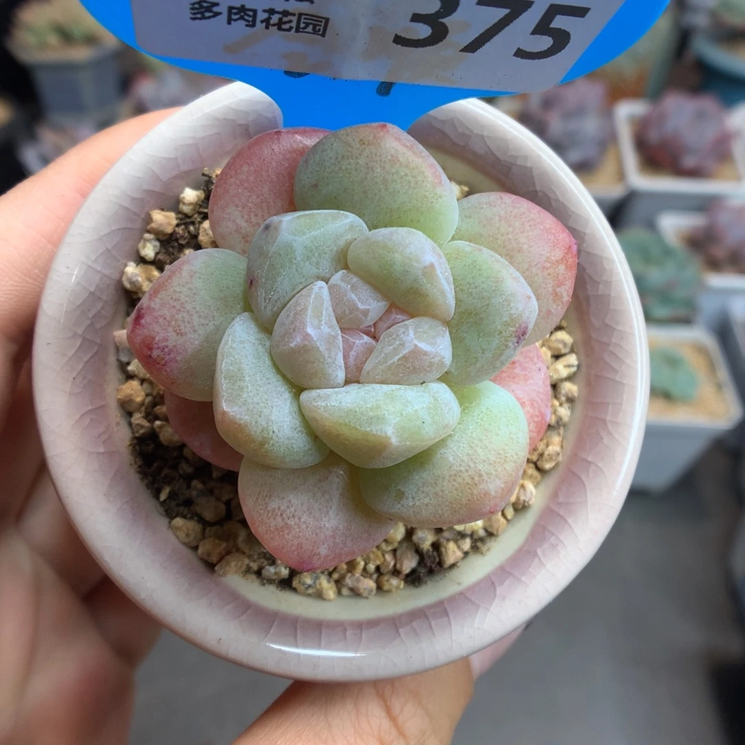 375冰玉石化多肉植物