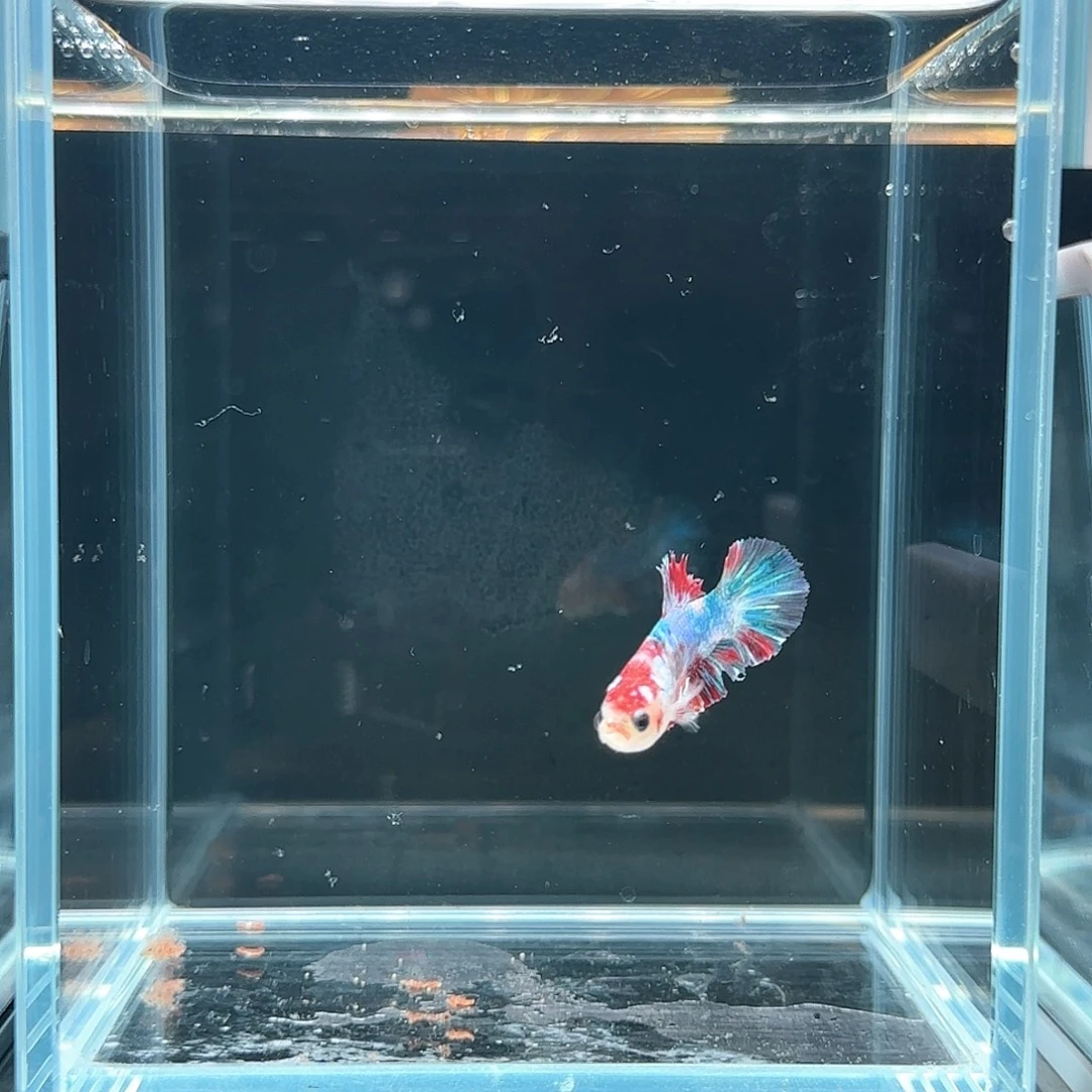 斗鱼活体观赏鱼好养耐活