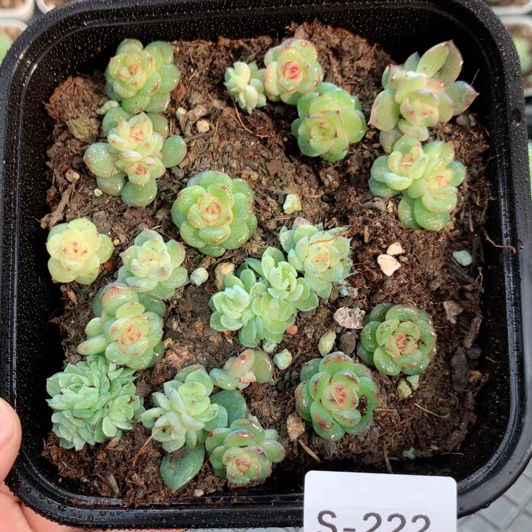 无花朵S222英语英语