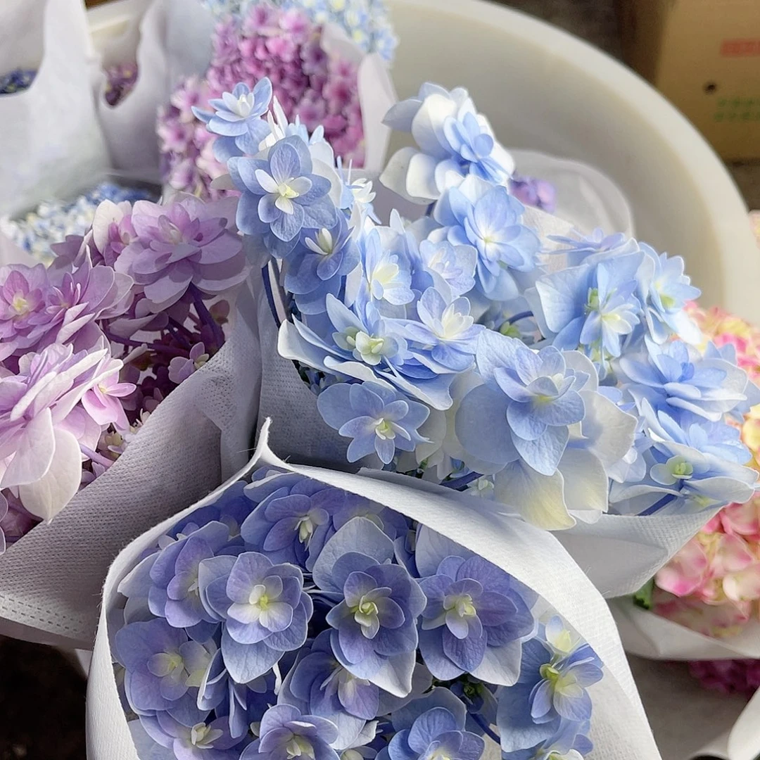 ˗***菜完全开放稀有绣球花157三枝加购