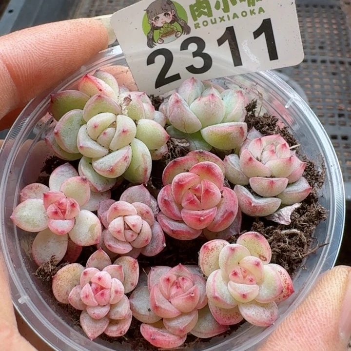 多肉植物多肉植物