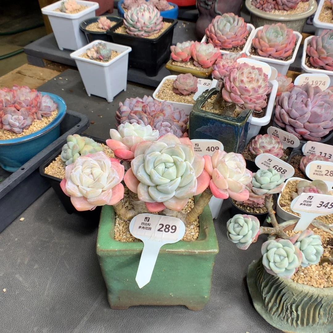 Z****霞289 嫁接冰玉多肉