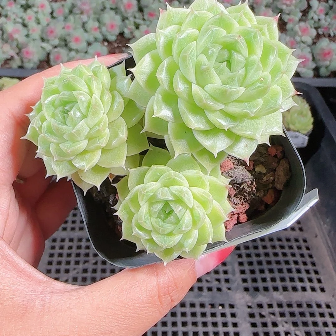 0923-158麦秆优选不包整