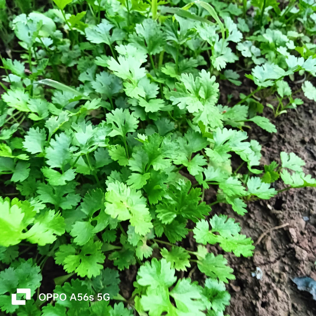 重庆农家自种时令蔬菜新鲜采摘香菜空心菜小白杨李羲承符神颜芫荽