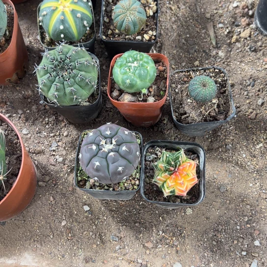 凤***欢3333333333333333333