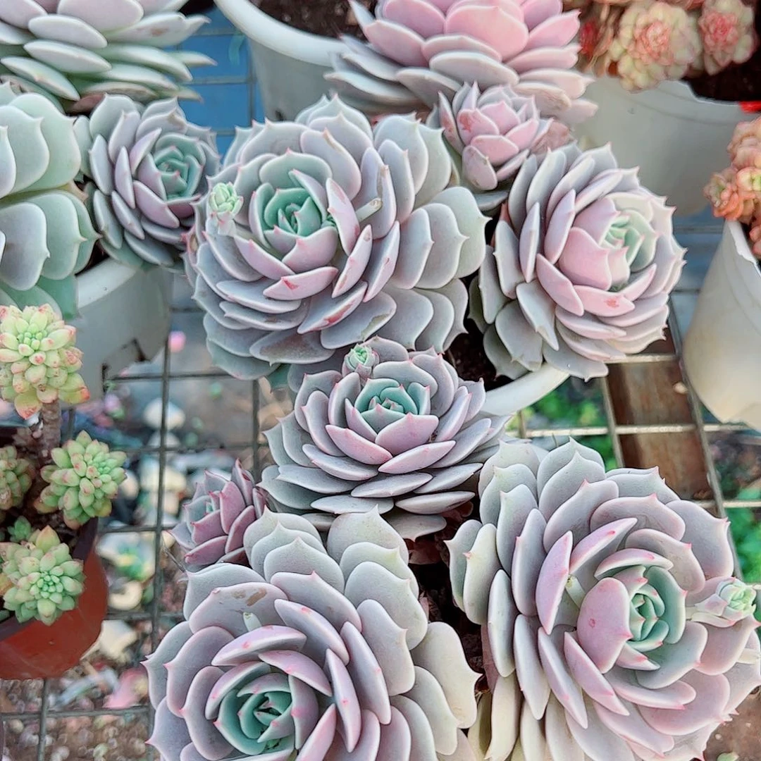 露娜莲三头起发群生老桩