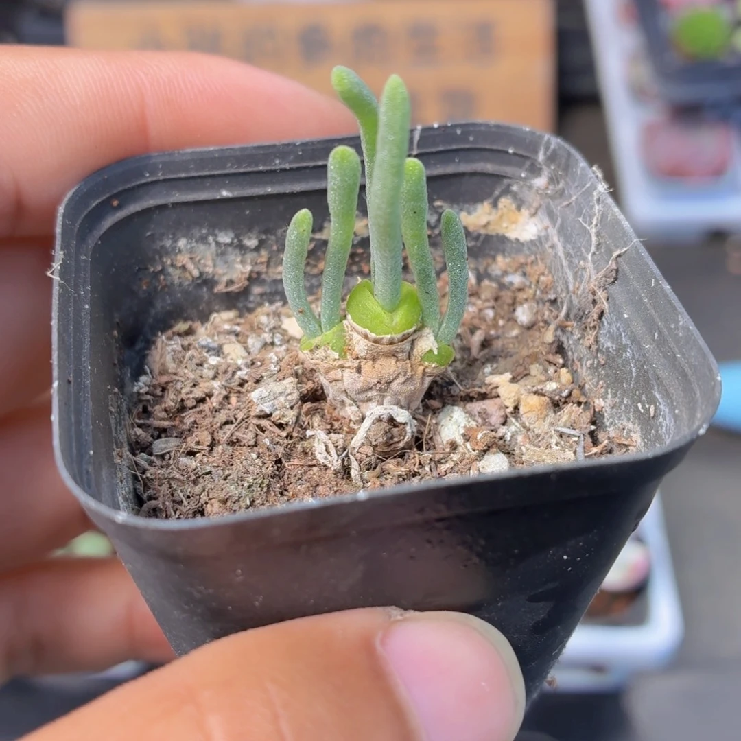 碧光环多肉9.9包邮发货