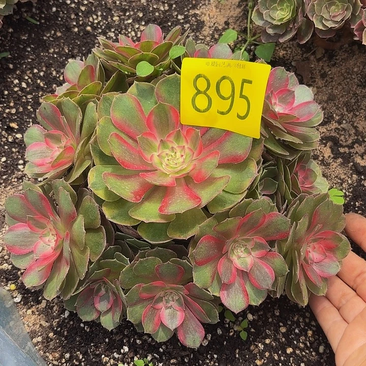 多肉植物福利895个