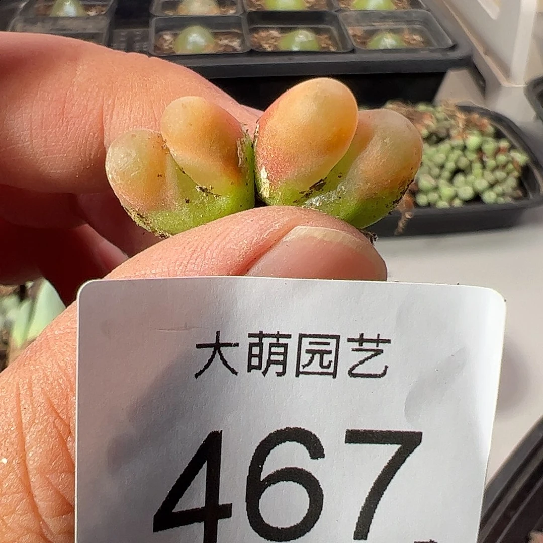 淡***夏一物一拍。     467