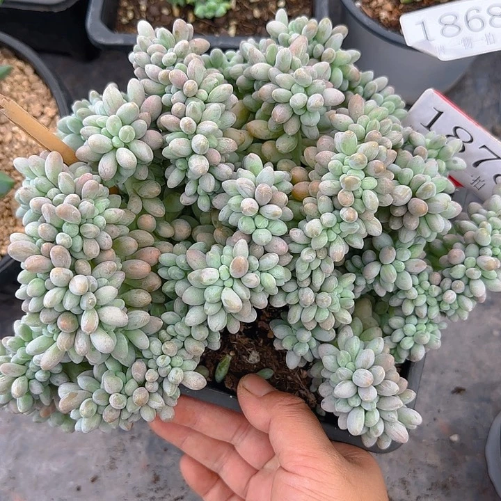 1878多肉植物汤圆缀（微瑕）