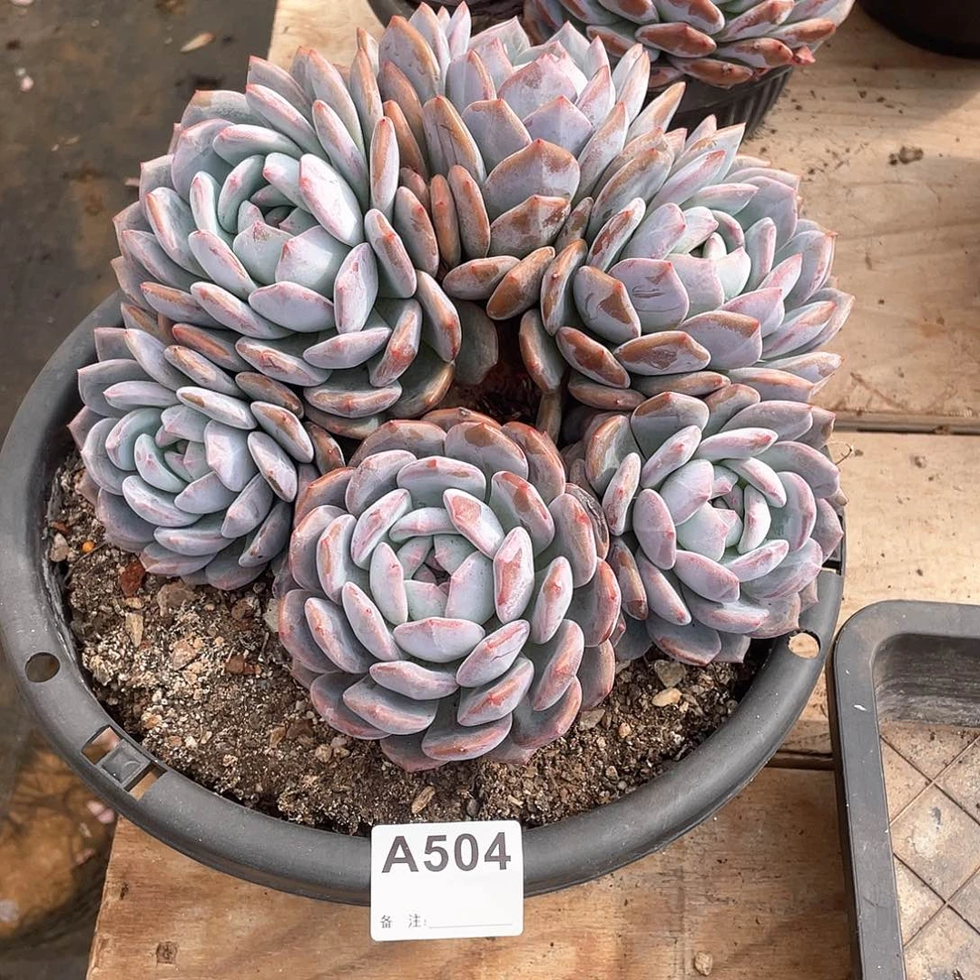 獒***哥504多肉植物多肉植物