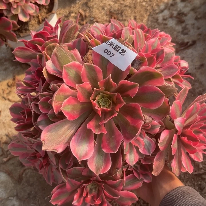 女妖手捧多肉植物007