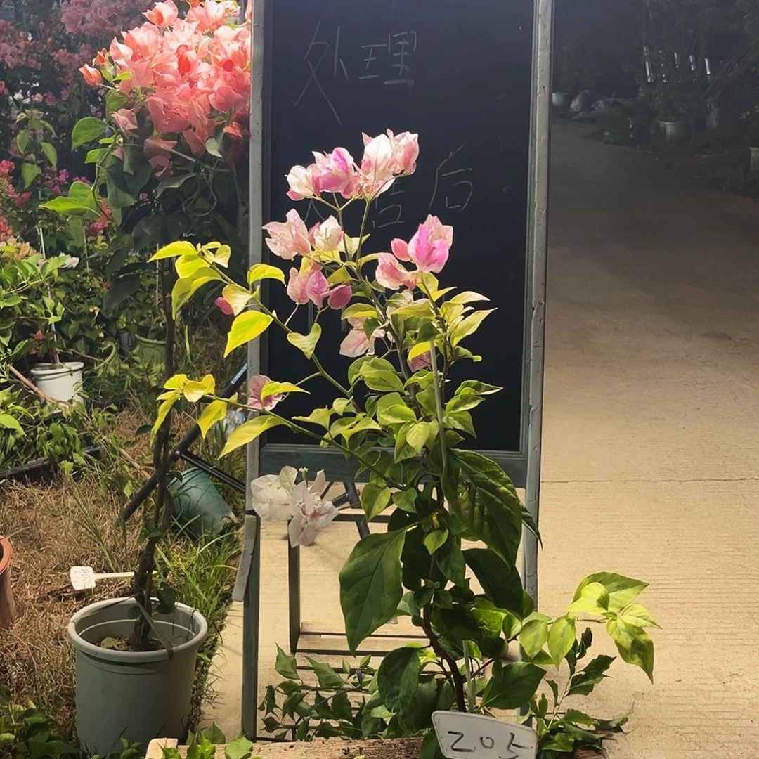 完全开放三角梅三角梅205