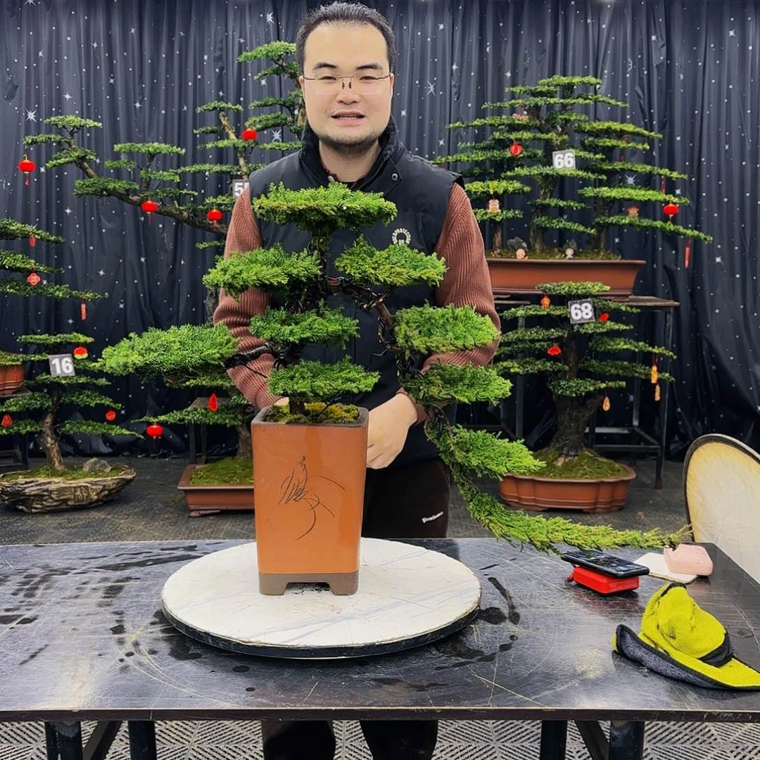 松树柏树造型盆景