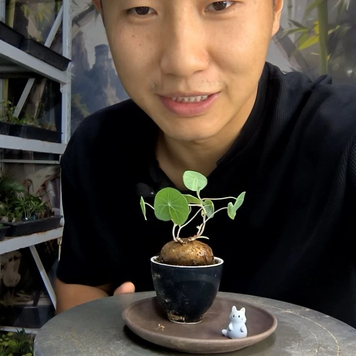 话*中青园艺一物一拍152