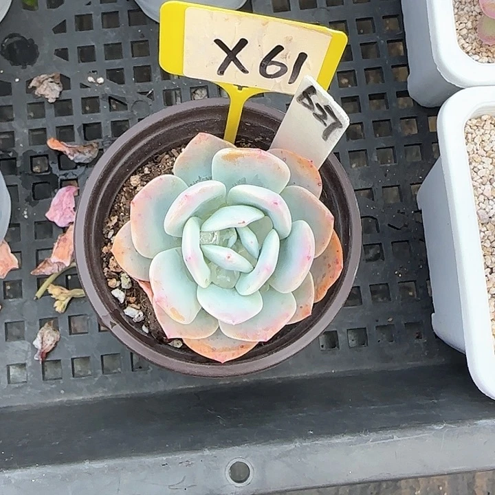 DX61奶茶单头多肉