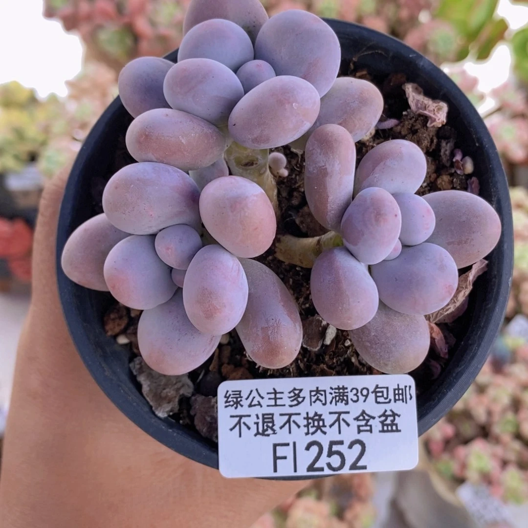 彩虹奶6cm252多肉植物