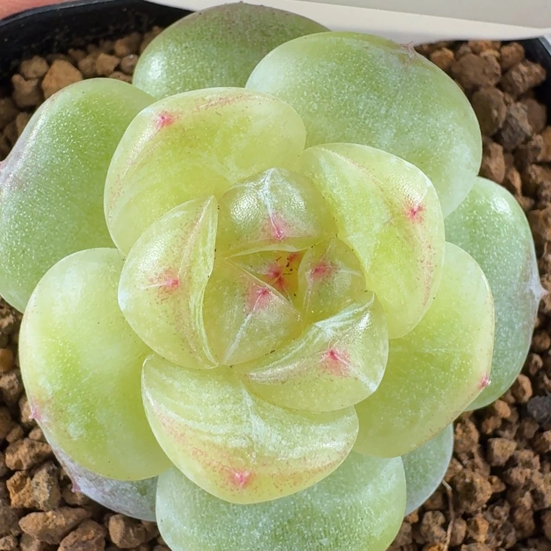 1204-50-0031单头一颗