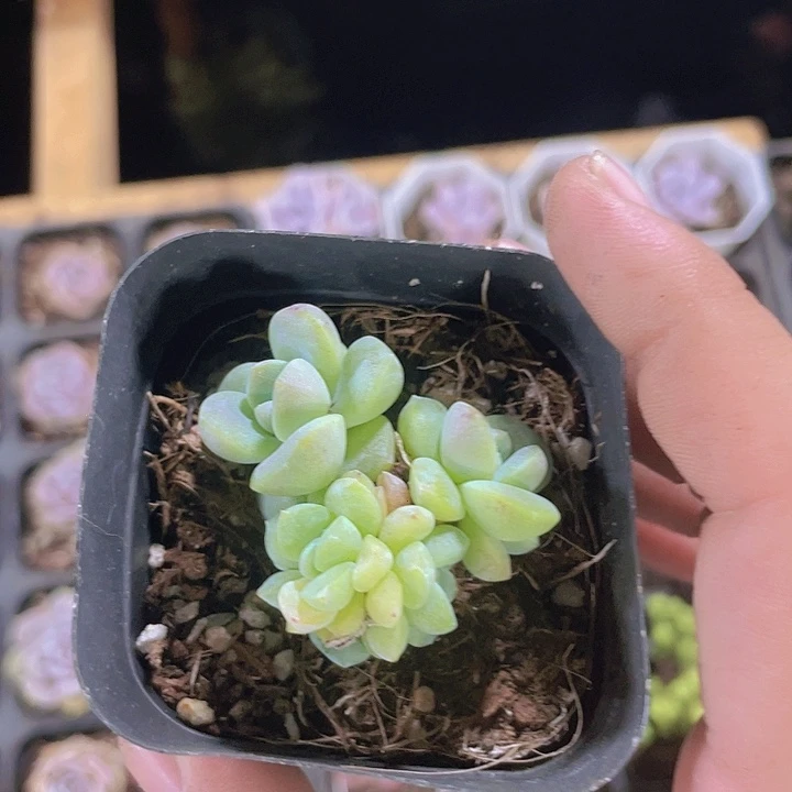 6头冰玉带土带盆一物一拍