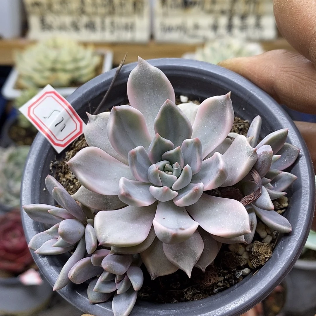 柒**?28115 雪月锦自然群