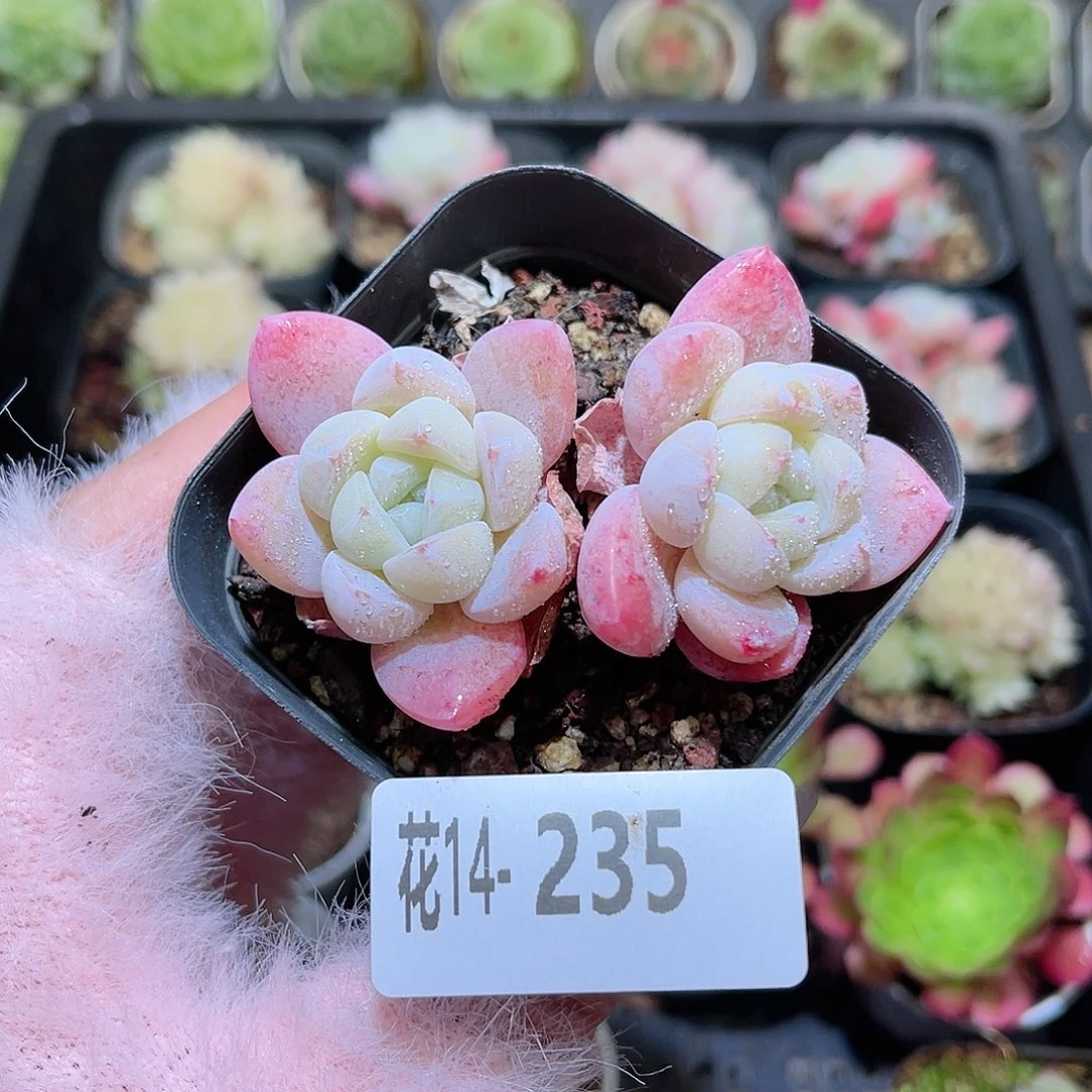 花利美14-235冰玉