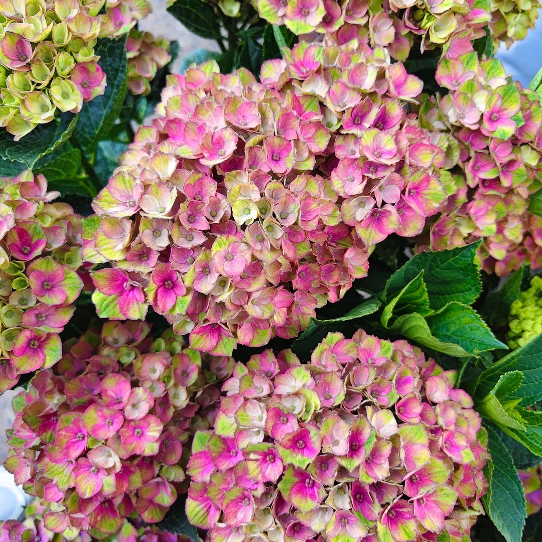 【魔幻夏洛特】绣球花盆栽花卉阳台庭院新手易养护