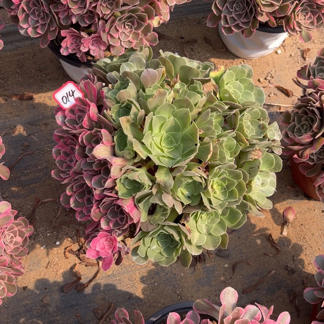 014多肉植物皇后阴阳双色