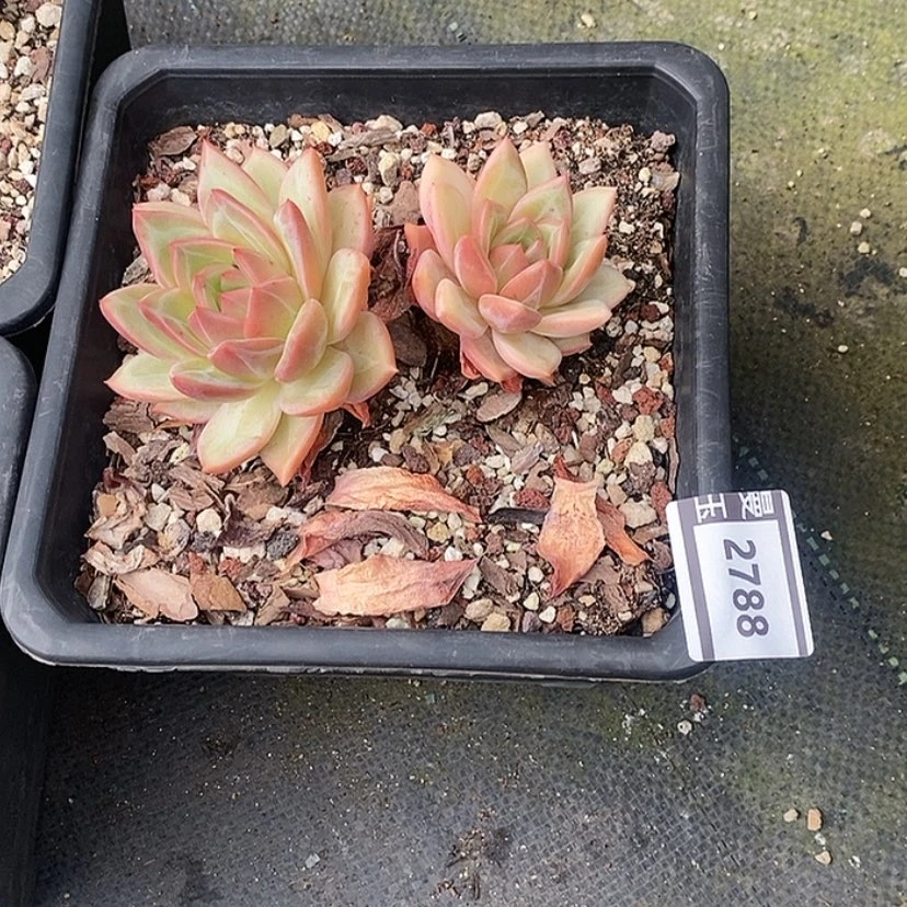 【闪购商品】b****茶香槟2788