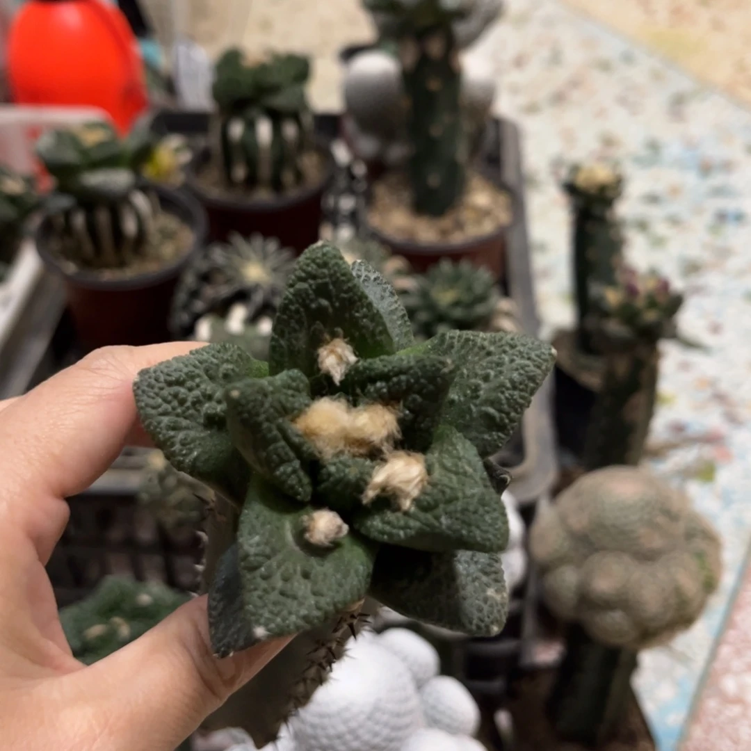 哥斯拉杂博士仙人球