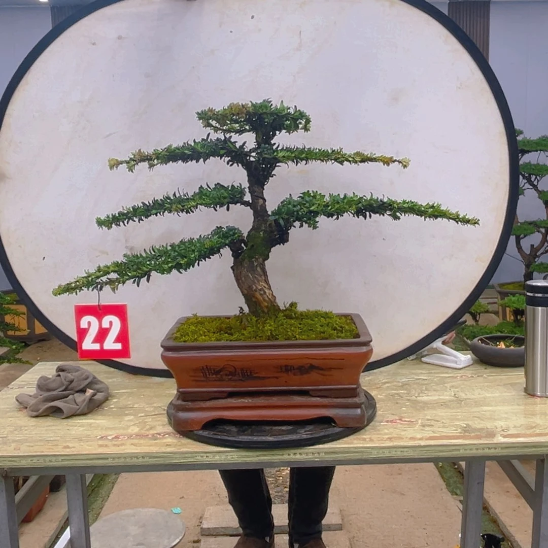 盆景红芽菊花珍珠罗汉松