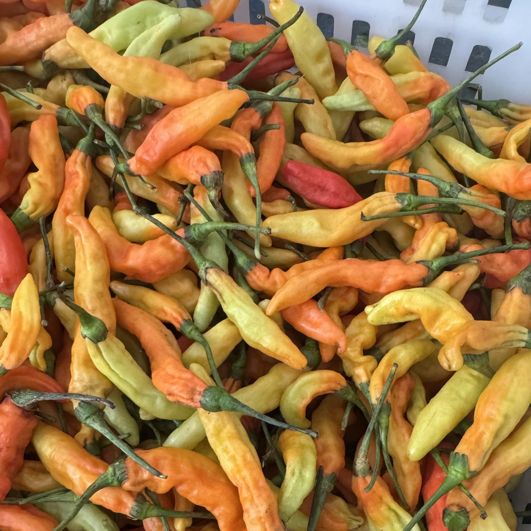 江西赣南特产皱皮朝天椒指天椒小米椒香辣过瘾