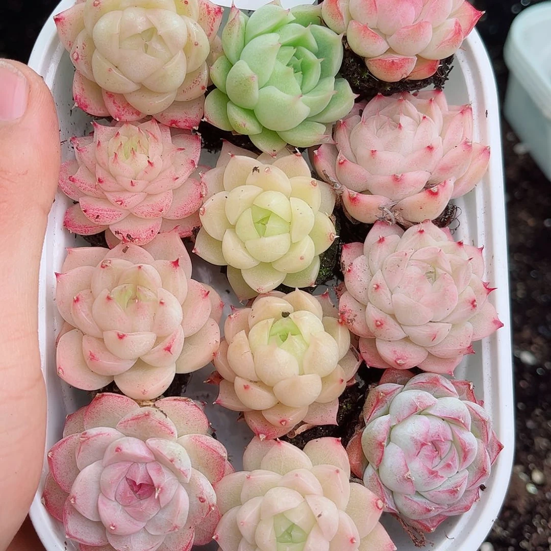 1-326 新疆西藏内蒙不发12.8包邮2-3公分