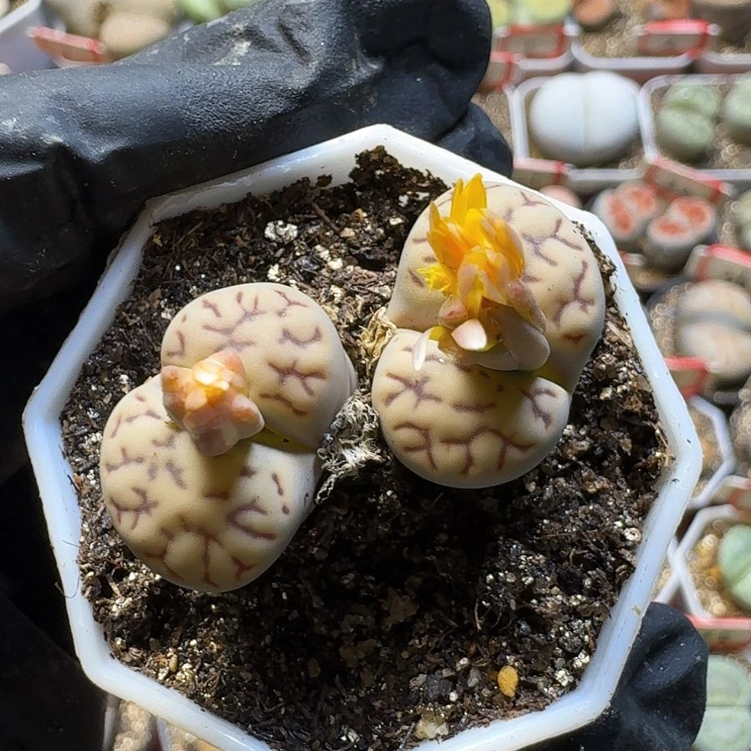 生石花23:：：。  67