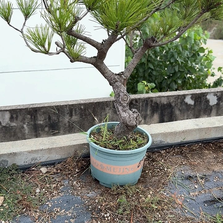 a***a无花朵盆栽植物黑松盆景