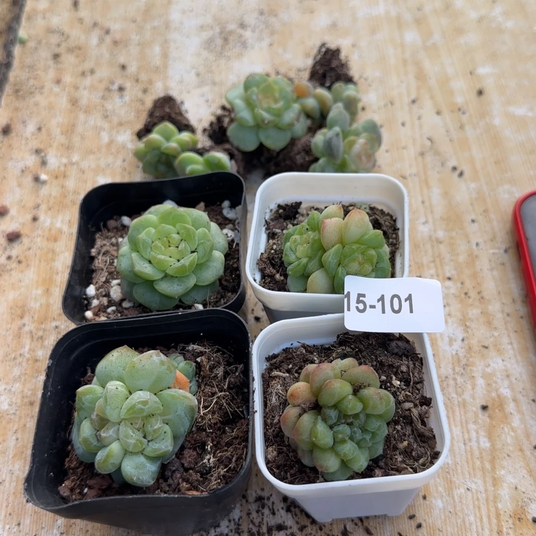 是****小卡拉米糖心一物一拍15-101