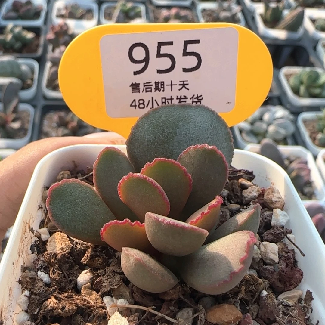梦露。    955。