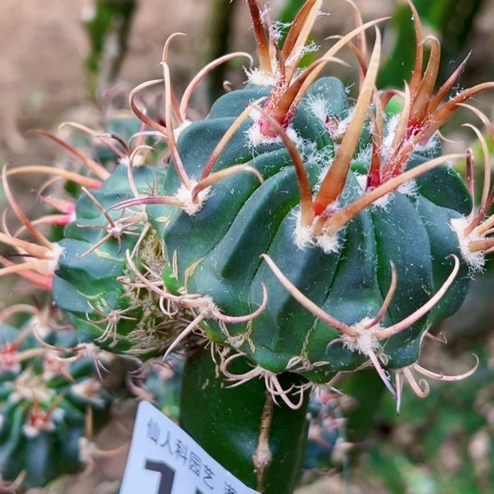 无花朵福利苗接龙剑153